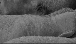 Touching Elephant